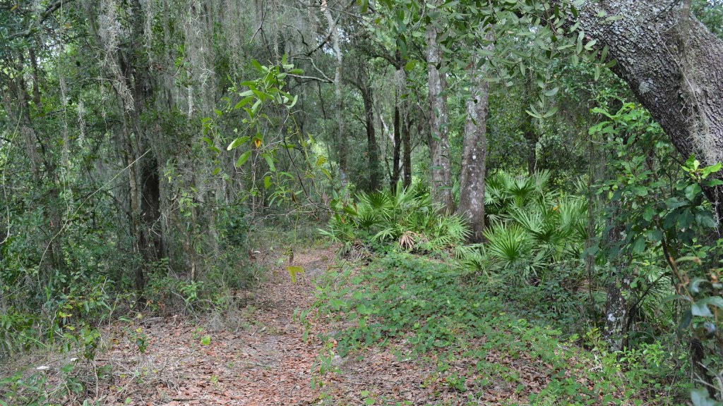 Picture of: Hiking Zephyrhills  Florida Hikes